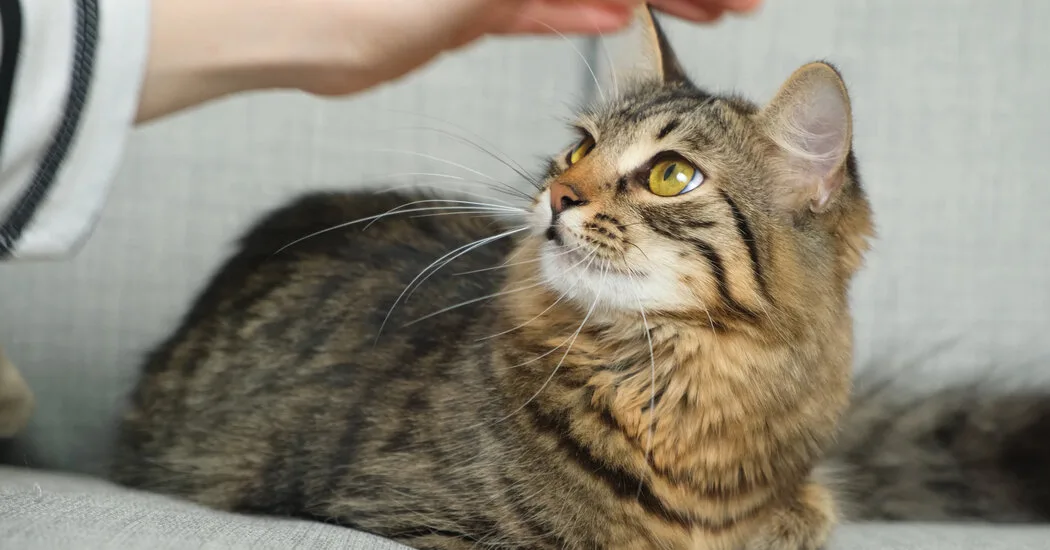 Cat’s Meows Are So Misunderstood – USREPORT