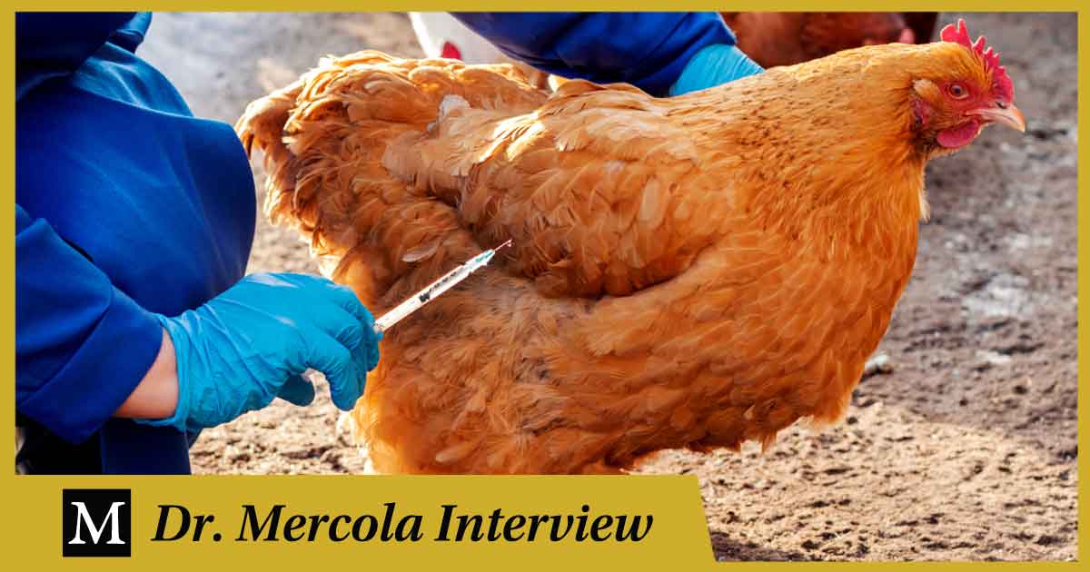 How Antibiotics Created the Chicken Industry — And Infections – usreport.online