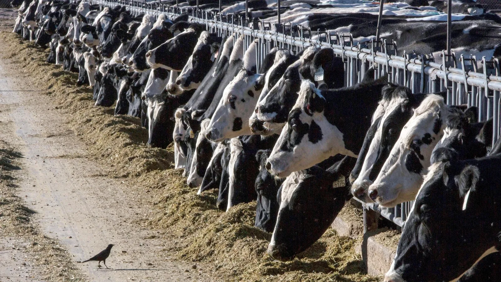 Person is diagnosed with bird flu after being in contact with cows in Texas – usreport.online